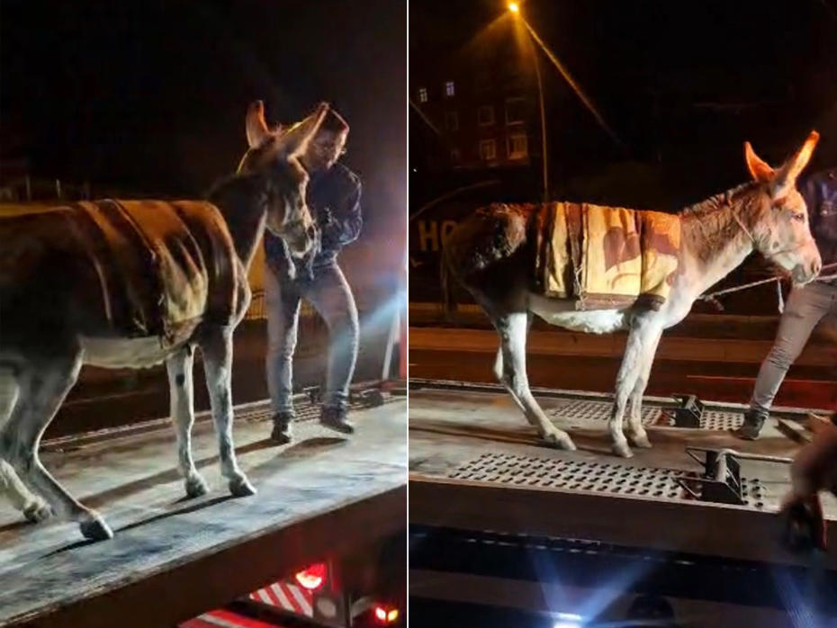 Ankara’da İlginç Olay: Başıboş Eşek Çekiciyle Otoparka Kaldırıldı
