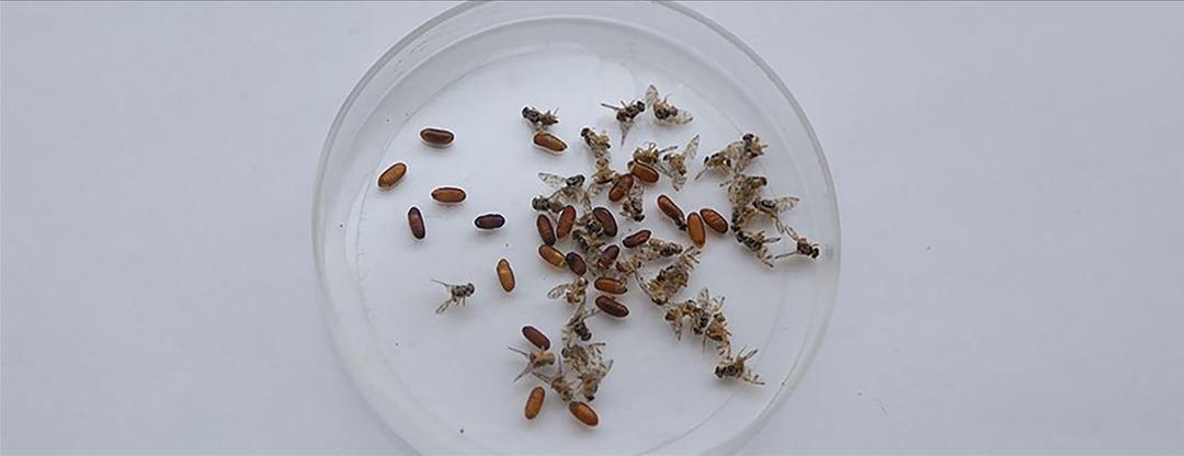 Tick Nightmare devam ediyor! Cenaze törenine gittiği şehirdeki kenelerin keneleri: Risk altında ölümlü bir hastalık aldı ... 4